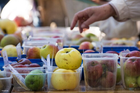 Bunte Apfelauswahl auf dem Apfelfest in Schloss Kaarz Verschiedene Äpfel in Plastikbehältern auf einem Marktstand, darunter gelbe, grüne und rote Sorten. Eine Hand greift nach einem Apfel.